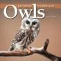 Exploring The World Of Owls - Preview