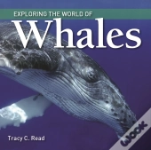 Exploring The World Of Whales