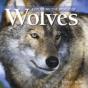 Exploring The World Of Wolves - Preview
