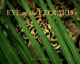 Eye Of The Leopard - Preview