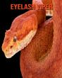 Eyelash Viper - Preview