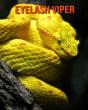 Eyelash Viper - Preview