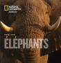 Face Aux Elephants - Preview
