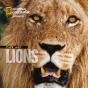 Face Aux Lions - Preview