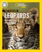 Face To Face With Leopards - Preview