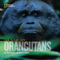 Face To Face With Orangutans - Preview