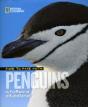 Face To Face With Penguins - Preview