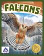 Falcons - Preview