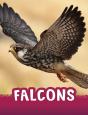 Falcons - Preview
