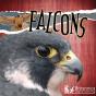 Falcons - Preview