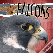 Capa do artigo Falcons