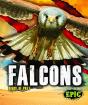 Falcons - Preview