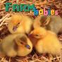 Farm Babies - Preview