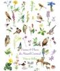 Faune Et Flore Du Massif Central Tome 2 - Preview