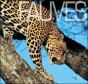 Fauves D'Afrique - Preview