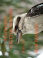 Feathered Critter Friends Vol. Iii - Preview