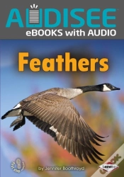 Capa do artigo Feathers