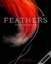Capa do artigo Feathers