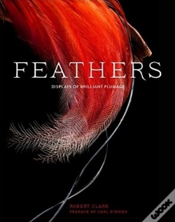 Capa do artigo Feathers