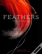 Capa do artigo Feathers