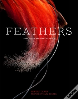 Capa do artigo Feathers