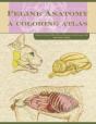 Feline Anatomy - Preview