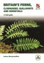 Ferns - Preview