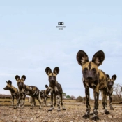 Capa do artigo Fever - Vinil