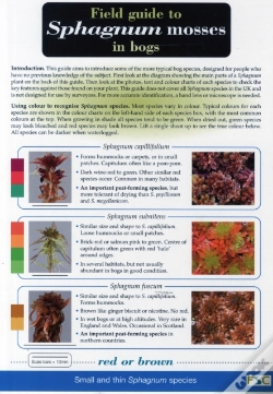 Capa do artigo Field Guide To Sphagnum Mosses In Bogs