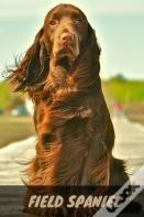 Field Spaniel