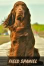 Field Spaniel - Preview