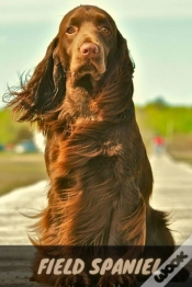Capa do artigo Field Spaniel