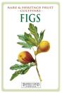 Figs - Preview