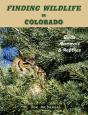 Finding Wildlife In Colorado - Preview