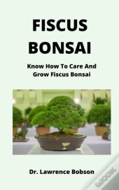 Fiscus Bonsai