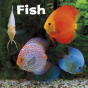 Fish - Preview