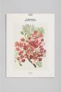 Flamboyant - Preview