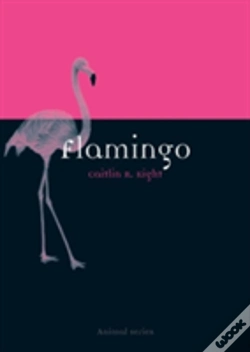 Capa do artigo Flamingo