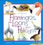 Flamingos, Loons & Pelicans - Preview