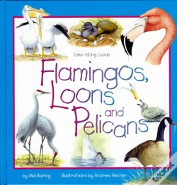 Capa do artigo Flamingos, Loons & Pelicans