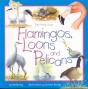 Flamingos, Loons & Pelicans - Preview
