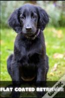 Flat Coated Retriever