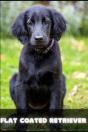 Flat Coated Retriever - Preview