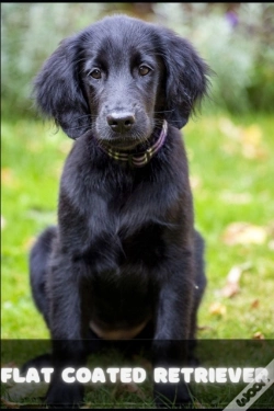 Capa do artigo Flat Coated Retriever