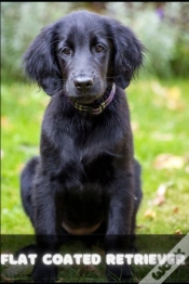Capa do artigo Flat Coated Retriever