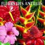 Fleurs Des Antilles - Preview