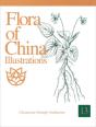Flora Of China Illustrations, Volume 13 - Clusiaceae Through Araliaceae - Preview