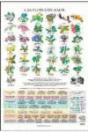 Flores De Bach Poster - Preview