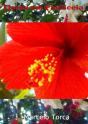 Flores Em Pauliceia - Preview