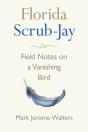 Florida Scrub-Jay - Preview